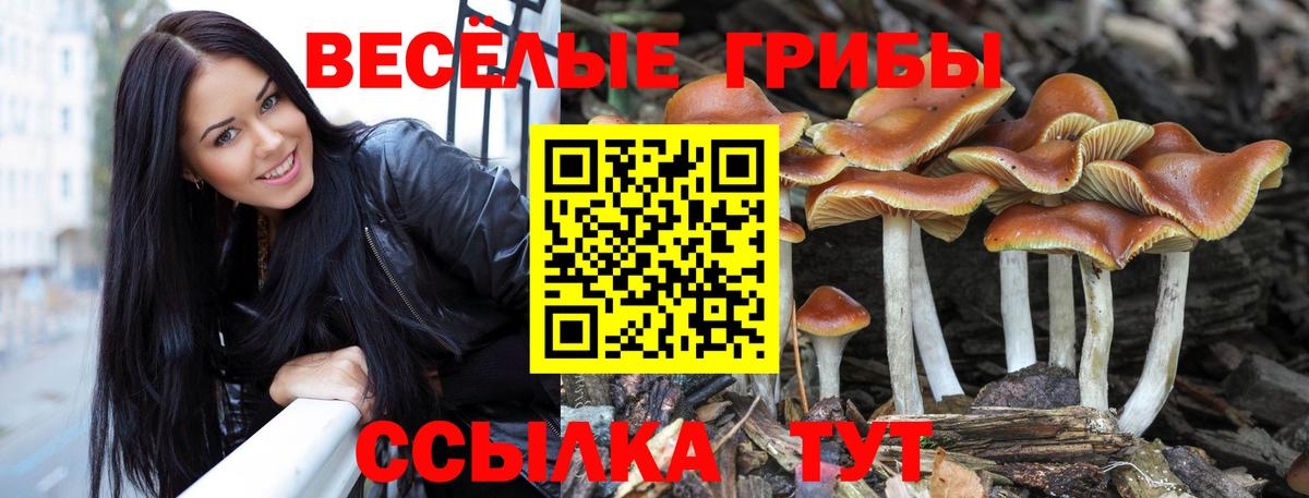 Псилоцибиновые грибы Psilocybine cubensis Вязники